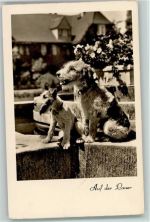 auf der Lauer Foto ca 1936 Amag Serie 67796-1 AK Terrier