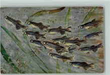 Danio rerio Ham.-Buch Fisch Künstlerkarte