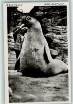 Tierpfleger mit einem See Elefant - sehr gute Erhaltung AK Zoo 1925 Foto AK