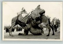 Kamel wrestling - Fotoapparat AK Kamel 1960 Foto AK