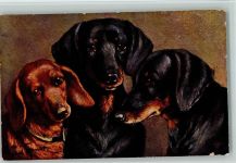 Rassehunde sign Paul Thomas 1917 AK Dackel Künstlerkarte