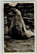 See-Elefant Goliath wird gefüttert, AK Zoo 1932 Foto AK