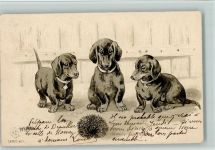 Serie 8127 - Dackel und ein Igel AK Edgar Schmidt, Dresden Prägedruck