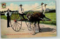 Jacksonville A Tandem at the Ostrich Farm Motiv USA