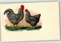 Plymouth Verlag H. Stürtz Würzburg Geflügel 1900 Lithographie