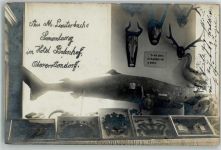 O8351 Oberottendorf Lauterbachs Sammlung im Hotel Bahnhof Präparation von Tieren Haifisch Geweihe Ente Jagd 1911 Foto AK