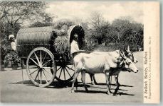 Chennai Madras - Ochsengespann