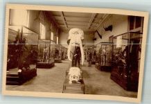 Tervuren Tervueren Foto AK Ausstellung Museum Elefanten