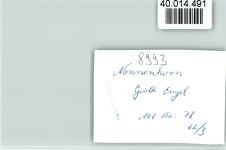 88149 W8993 Nonnenhorn FOTO KEINE AK Gasthof Engel