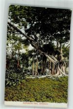 Bridgetown Foto AK Wald Barbabos