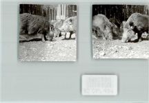 69429 W6935 Mülben FOTO KEINE AK Wildschweine
