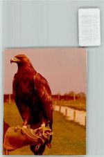 32105 W4902 Bad Salzuflen FOTO KEINE AK Adler auf der Falknerhand