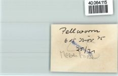 25845 W2251 Pellworm FOTO KEINE AK Meeresfrieden Innenaufnahme Gastraum