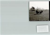 26349 W2933 Jaderberg FOTO KEINE AK Bisons