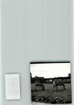 33758 W4815 Stukenbrock FOTO KEINE AK Zebras