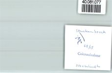 33758 W4815 Stukenbrock FOTO KEINE AK Zebras