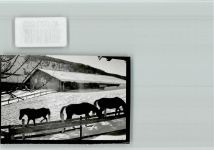 87547 W8979 Aigis , Allgäu FOTO KEINE AK Pferde im Schnee