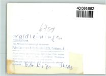 69427 W6933 Waldleiningen , Baden FOTO KEINE AK
