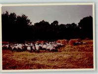 W2120 Lüneburg Heidschnucken Schaf FOTO KEINE AK
