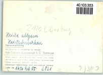 W2120 Lüneburg Heidschnucken Schaf FOTO KEINE AK