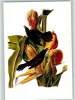 PurpurbootsschwanznJames Audubon Vogelzeichner Vogel