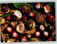 Roßkastanie Frucht, Gemüse