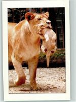 Löwenmutter mit Löwenbabay im Maul Löwe