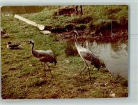 31832 W3257 Springe , Deister FOTO KEINE AK Kraniche