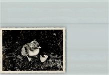 25980 W2280 Puan Klent , Sylt Foto AK Küken aus dem Ei Foto5,5,x8cm