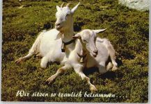 Wir sitzen so traulich beisammen... Ziege