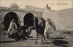 Kamel