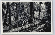 94227 W8372 Zwiesel - Urwald-Naturschutzgebiet