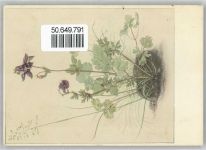 79737 W7881 Hogschür - Landpoststempel, Blume Akelei