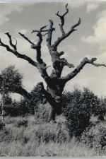31860 W3254 Lüntorf FOTO KEINE AK Foto mit Negativ, Baum