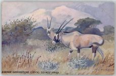 No. 946 , Tiere aus Südafrika , Oryx-Antilope Tucks