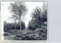 27729 W2864 Steden FOTO KEINE AK Foto mit Negativ