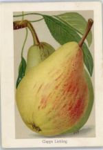 Birnen , Clapps Liebling Frucht, Gemüse Künstlerkarte