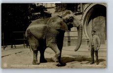 Afrikanischer Elefant Zoo