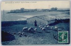 17200 Royan - Schaf