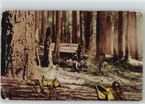 Holzfäller USA Camping Among Oregons Big Trees Holzverarbeitung