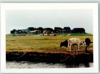 25859 W2251 Hooge, Hallig FOTO KEINE AK Kühe