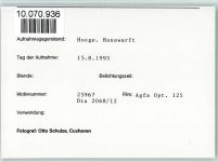 25859 W2251 Hooge, Hallig FOTO KEINE AK Kühe