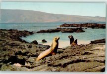 Puerto Baquerizo Moreno - Seehunde auf der Daphne-Insel Galapagos