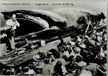 Riesen-Walfisch Jonas Wal