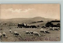 Schafherde Schaf 1904