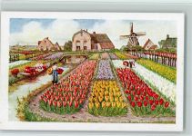 Tulpenblüte in Holland 1919 AK Motiv Niederlande