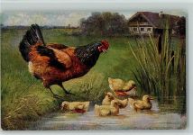 Das Huhn führt seine Küken in den Teich AK Huhn 1916