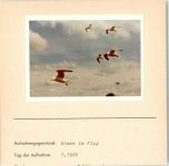 Möwen im Flug Foto montiert auf Karton Möwe FOTO KEINE AK