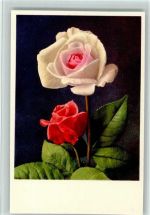 Rose in weiss und rot Rose