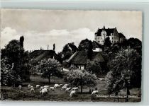 Sonnenberg Niederhelfenschwil Schlossgut Sonnenberg bei Stettfurt Kuh